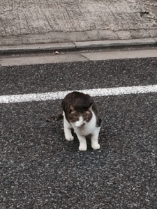 青山・原宿でーす。